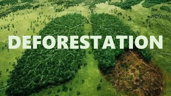 Deforestation